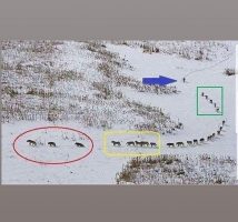 Mitarbeiterführung und Teamzusammensetzung für Dummies